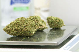 A scale holding marijuana at weGrow.