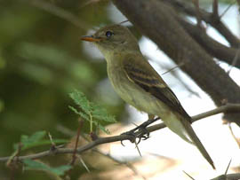 A southwestern willow flycatcher perches in the West Valley.
