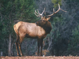 The Arizona Game and Fish Department gets most of its operating budget from the sale of  hunting and fishing licenses, permits, tags and stamps, including tags to hunt elk.