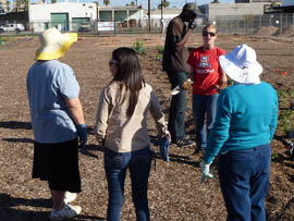 Haley Paul, an expert on urban agriculture with the University of Arizona's Cooperative Extension, offers instruction on transplanting spring vegetables at a community garden operated by the Human Services Campus near downtown Phoenix.