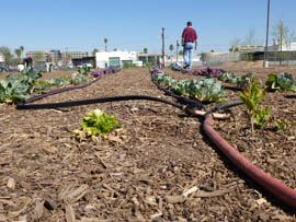 The University of Arizona provide a certificate of completion to those who complete classes in community gardening offered at the Human Services Campus in Phoenix.