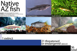 See a graphic explaining endangered fish in Arizona.