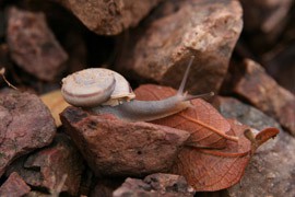 The snail formerly known as the Rosemont talussnail. New research shows that it is actually the same as the much more common Santa Rita talussnail, killing a request to have it listed as a separate, endangered species.