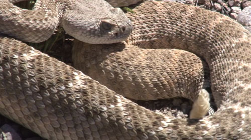 As spring temperatures warm up, rattlesnake bites are on the rise, with seven bites reported in seven days. Cronkite News reporter <b>Sarah Edelman</b> shows how some Valley residents are taking precautions around their homes.