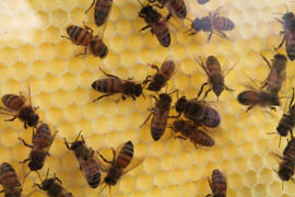 Experts say it’s important to have bees removed early if they set up around a home or business because they will become more aggressive once they establish a hive.