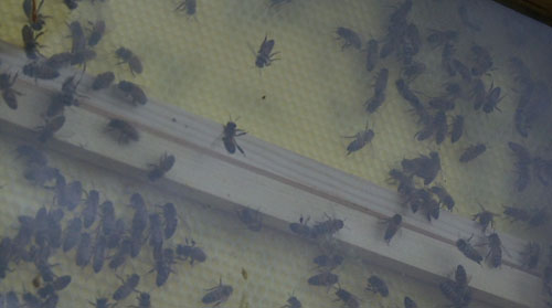 Arizona State University has issued a number of bee warnings on both the Tempe and Polytechnic campuses, and the rise in bee numbers could be seen across the Valley. Cronkite News reporter <b>Sade Hurst</b> has the story.