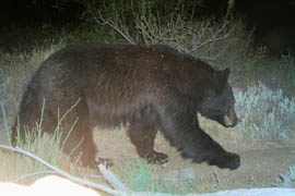A remote-control camera captured this image of a black bear at Tonto National Monument in 2009.