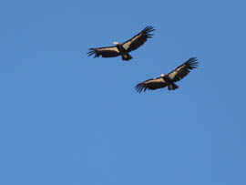 Two California condors soar over the Grand Canyon.