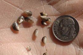 Quagga mussels are shown in this Arizona Game and Fish Department photo.