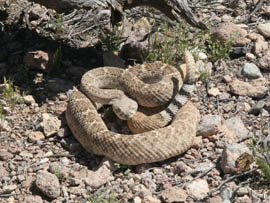 Experts say that even though a wet winter has created good conditions for rattlesnakes encounters with people will still be rare and avoidable.