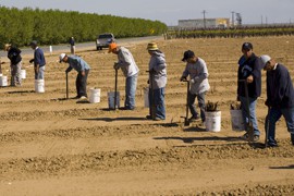 Much of farm labor is still manual, like the workers digging in a field here, increasing the demand for workers at short, specific times of the year.