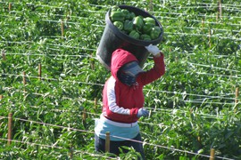 Farming groups are worried that there may not be enough workers like this one, shown harvesting bell peppers, to bring in the winter vegetables after the government shutdown delayed the processing of visas for farm workers.