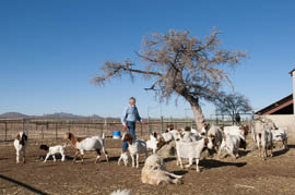 Dennis Moroney tends to his goats at his ranch outside of Bisbee, Ariz. Moroney must feed the goats every day, as well as the horses, sheep, cows, chickens and other farm animals on the ranch.