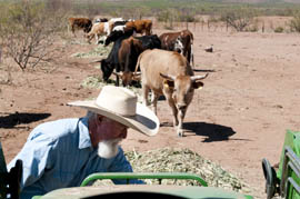 Dennis Moroney tends to his cows at his ranch outside of Bisbee, Ariz. Moroney must feed the cows every day, as well as the horses, sheep, chickens and other farm animals on the ranch.