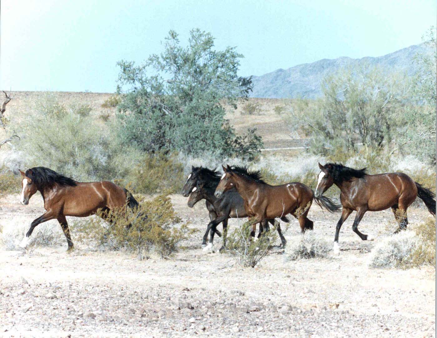 Wild horses running through the desert.