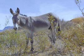 A wild burro north of Artillery Peak in Alamo Herd Management Area. More than half the nation's wild burros are in Arizona.