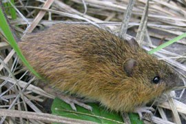 A New Mexico meadow jumping mouse in a 2006 photo from Sugarite Canyon State Park in New Mexico. The mouse, which lives in Arizona as well, has been declared an endangered species.