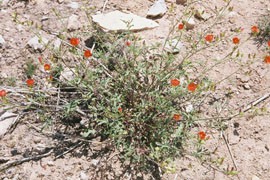 The Gierisch mallow, which is found only in Mohave County, Arizona, and Washington County, Utah, has been declared endangered by federal officials, who want to designate 12,000 acres as critical habitat for the desert flower.