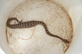 The belly of this baby rattlesnake, barely a foot long, is distended because it has eaten a rodent.
