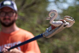 Jeffrey Hill, field agent for Rattlesnake Solutions, hoists a baby rattlesnake captured at an Ahwatukee home before releasing it in a desert wash. The state requires him to let captured snakes go within a mile of where they are caught.