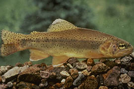 The Apache trout is native to Arizona and is the official state fish. Once endangered, it has enjoyed a comeback, state officials say, but some environmentalists say it has been hit hard by the fallout from wildfires.