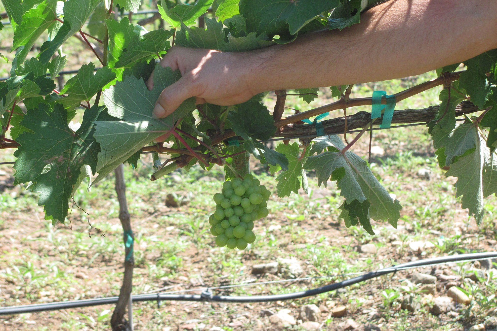 Students spend at least 60 hours per semester applying classroom lessons in growing grapes and making wine.
