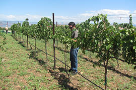 Yavapai College is planning a larger student-operated vineyard farther away from the Cottonwood campus.