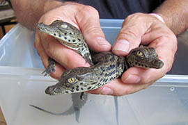 Three of the 11 Nile crocodiles born recently at the Phoenix Herpetological Society.