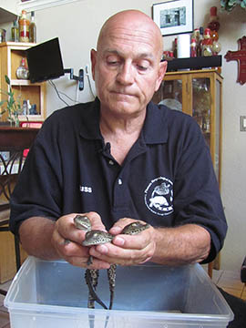 Russ Johnson, president of the Phoenix Herpetological Society, displays Nile crocodiles born at the facility.