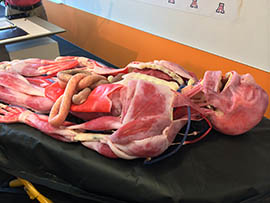 A collaboration between SynDaver Labs of Tampa, Fla., and the University of Arizona College of Medicine-Phoenix will have medical students practicing on synthetic cadavers.