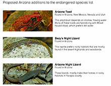 Learn more about the four Arizona species that are part of the Center for Biological Diversity's action.