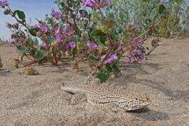 The Center for Biological Diversity is seeking endangered species status for the Yuman Desert fringe-toed lizard, found in southwestern Arizona.