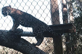 A jaguar kept by the Phoenix Zoo. Schipper's conservation research is on jaguars in Costa Rica.
