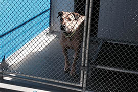 A dog awaits adoption at the Arizona Animal Welfare League.