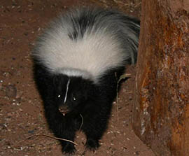 Skunks are common carriers of rabies, in part because they tend to congregate around food sources such as bird feeders outside houses.