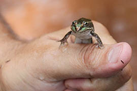Chiricahua leopard frogs bred at the Phoenix Zoo are released in forest streams to restore the species in Arizona.