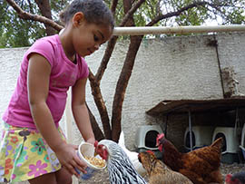 Four-year-old Phoebe Brethower feeds a chicken in the Chandler backyard of her godmother, Denise Phillips. While the zoning for Phillips' property allows chickens, a city ordinance forbids them in the yards of most other homes.