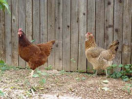 Chickens roam at the Urban Farm in Phoenix.