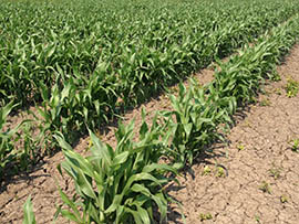 In 2013, 90 percent of the U.S. corn crop came from genetically modified strains, according to the U.S. Department of Agriculture.
