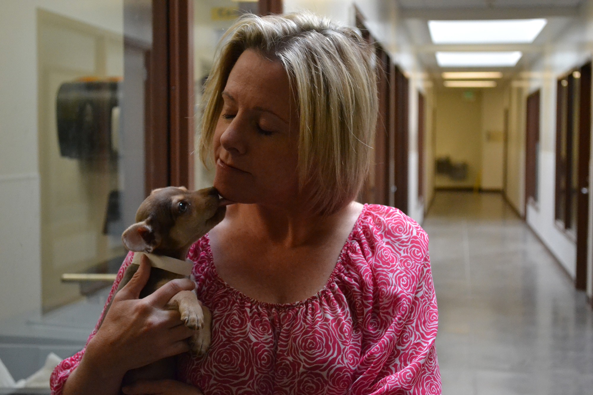 Melissa Gable, public information officer at the Maricopa County Animal Care and Control, said there are so many chihuahuas and chihuahua mixes up for adoption that moving them to other states offers them a better chance of finding homes.