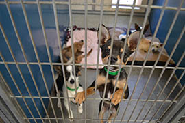 Chihuahua mix dogs wait in an enclosure at a Maricopa County Animal Care and Control shelter.