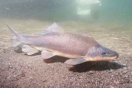 The razorback sucker, thought to have disappeared from the Grand Canyon in the 1990s, has been rediscovered there by researchres, who believe conditions are right for naturally reproducing populations.