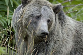 A grizzly bear in Yellowstone National Park. A conservation group has petitioned the Fish and Wildlife Service to consider reintroducing grizzlies in Arizona and other parts of the Southwest,