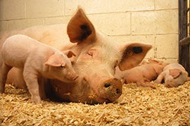 A sow and one of her piglets. Porcine epidemic diarrhea virus can infect any age pig, but has only proven fatal to piglets, who have a mortality rate of at least 50 percent once infected.