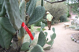Red plastic tags adorn each species in Wallace Desert Gardens, part of the geolocation program the caretakers use to check up the plants.