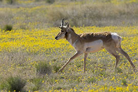 A new state law allows the transfer of tags for hunting big game such as antelope to disabled veterans.