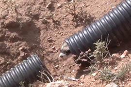 See the release of one of the black-footed ferrets at a ranch northwest of Williams.