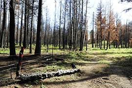 The Apache-Sitgreaves National Forests sustained severe damage and tree death from the 2011 Wallow Fire.