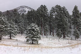 This file photo from the Kaibab National Forest shows types of trees that can be cut with Christmas tree permits.