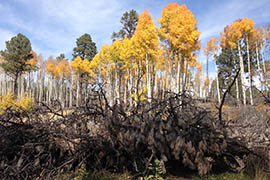 A mature grove of aspens is protected by jackstrawing, a process in which pine trees are cut down and used to create a natural wall to repel elk.